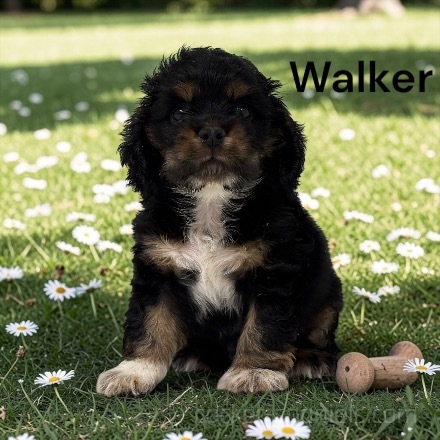 puppy, for, sale, Cocker Spaniel, Joe & Cherri  Overlease, dog, breeder, Miller, MO, dog-breeder, puppy-for-sale, forsale, nearby, find, puppyfind, locator, puppylocator, aca